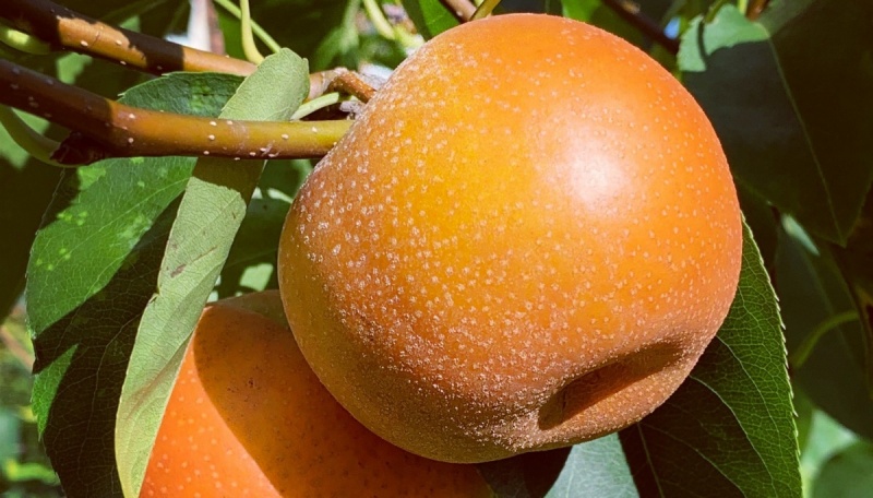 orange fruit